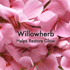 Original Skin Matt Moisturizer With Willowherb